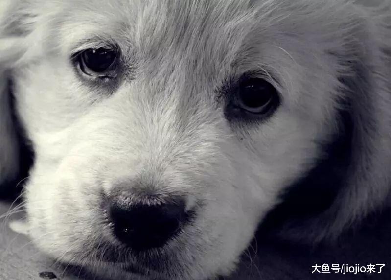 狗是不潔物？伊朗禁止公共場所遛狗，甚至開車帶狗也不行！