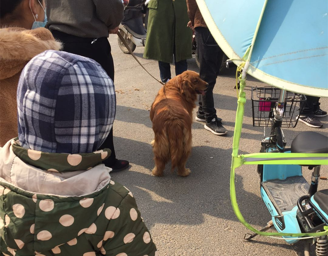 大爷在狗市卖金毛，狗子趴在车上一脸悲伤，狗：主人别卖我……