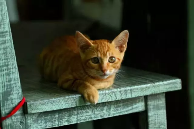 【逃城】猫的伊甸园