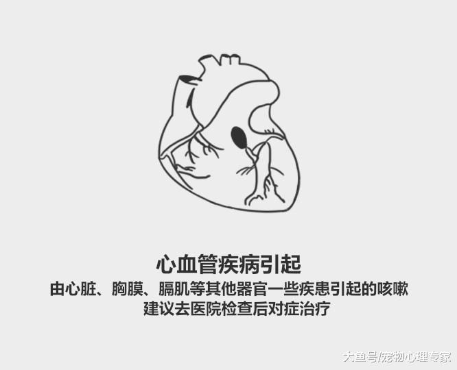 59秒冷盘点：狗狗咳嗽老不好？排除重大疾病找对病因对症下药