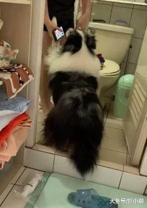 喜乐蒂听到洗澡就脚软，被主人拖去洗澡的时候，两脚拖地不断大喊