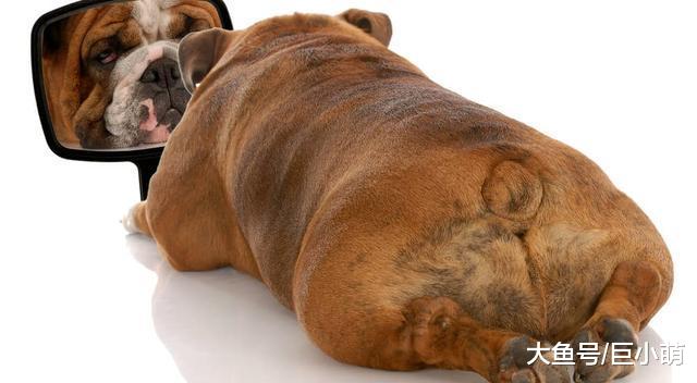 狗狗屁股脏了，除了清洗，还可以这样来处理