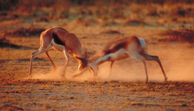 非洲鬣狗与草原羚羊的追逐, 羚羊: 有本事来单挑, 别抱团来