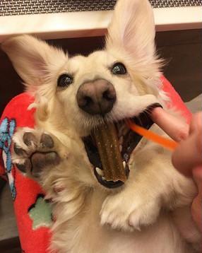 别人家的狗狗从来不让人失望，狗狗接受刷牙，还主动咬住洁牙骨