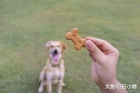 学会后退可以让狗狗避免许多危险，5歩让狗狗学会后退