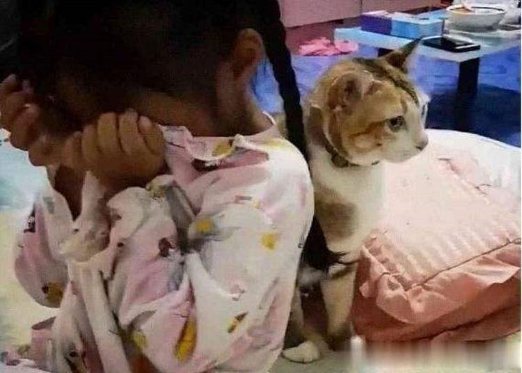 小女孩被骂哭, 猫咪反手给了主人一巴掌, 也不看是谁罩的?