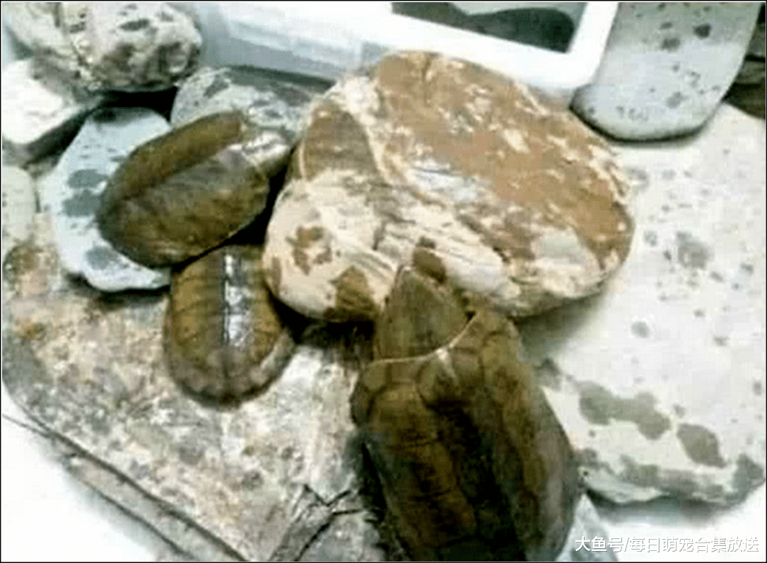 男主怕阿拉斯加无聊，买了三只乌龟陪它玩，隔天去看乌龟时气哭了