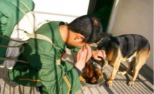 軍犬退役后將何去何從？我國的做法很人性化，美國的做法令人心寒