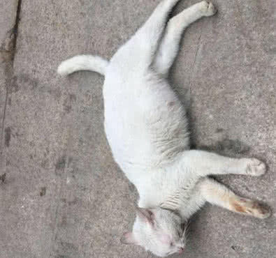 网友偶遇流浪猫打劫，不忍心带回家安顿，不久后收到一份惊喜大礼