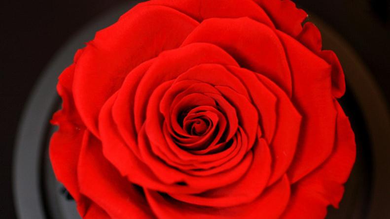 浪漫情人节礼物，变狗粮撒遍朋友圈