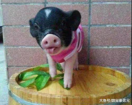 网传小伙网购宠物猪，养两个月后竟被做成烤乳猪，网友：良心呢？