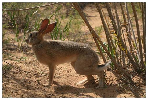 地球生命力最頑強的兔子，多虧10多厘米的耳朵，信號接收一級棒