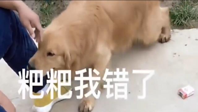 金毛和马犬，一个善智一个善武，开始了它们爆笑的“报仇”计划