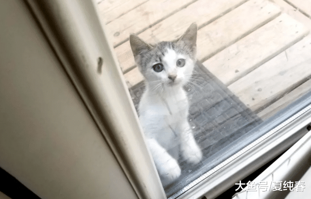 饥饿小花猫趴在门前向人求助，喂了之后，带着它的姐妹又来了