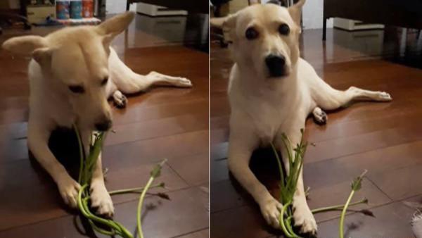 主人打开家门傻了，看到狗狗在啃一把地瓜藤，滋滋有味还不鸟她