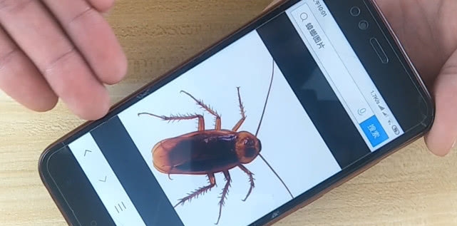 消灭蟑螂有方法，别再买杀虫剂了，只需放一碗它，安全又省钱！