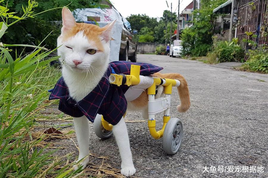 残疾猫被嫌弃，无人领养，遇到她之后被宠成了小公主！