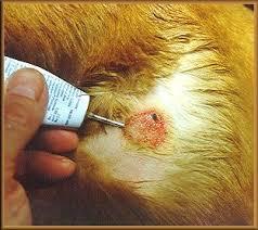 什么是狗狗湿疹？为什么狗狗会得湿疹？狗狗患了湿疹应该怎么办？