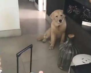 小主人去上幼儿园了, 金毛在家茶饭不思: 主人啥时候回家啊