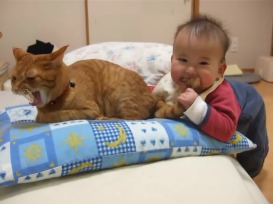 熊孩子咬住猫咪尾巴，疼得猫咪龇牙咧嘴，猫：忍一时风平浪静