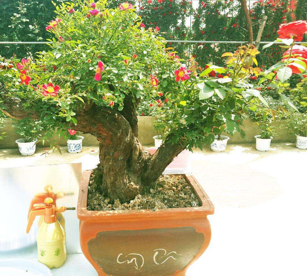 盆栽月季的根系受到花盆的限制，泥土较少，散热性和透风性都会次于露地月季