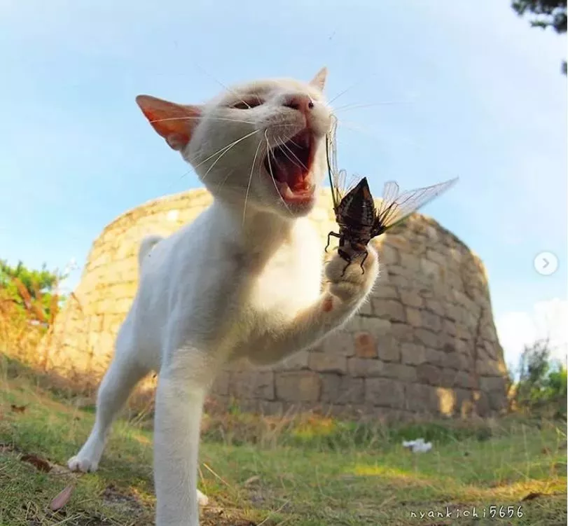 他拍摄的流浪猫，个个儿都生龙活虎，快活得让家喵羡慕……