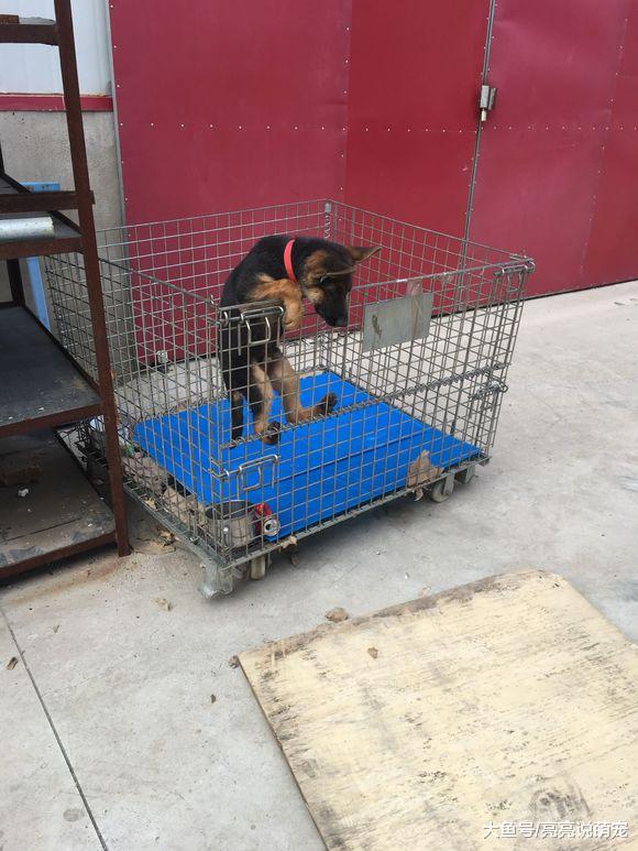 德牧想越狱没有成功，还差点儿被“锁喉”，狗：惊险！