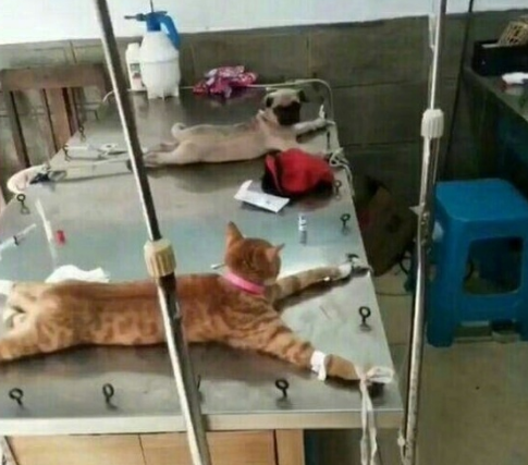 橘猫绝育遇到巴哥, 橘猫: 同是天涯无蛋人, 巴哥: 相逢何必曾相识