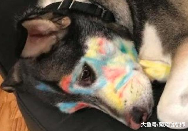 女兒用蠟筆把哈士奇的臉畫成了彩色，二哈：我到底做錯了什么？