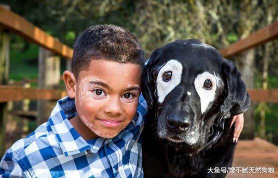 原来拉布拉多这么多缺点，如果不能做到不介意，劝你一定要慎重