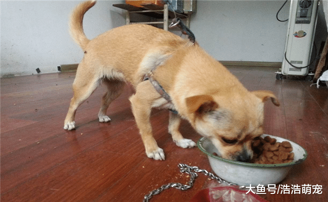 狗狗挑食怎么办? 下面5个办法最有效, 简单粗暴