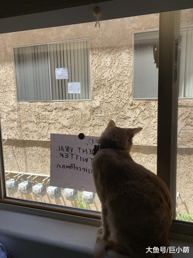 猫咪版罗密欧与朱丽叶，两猫隔窗相望，主人留纸条帮猫咪安排约会