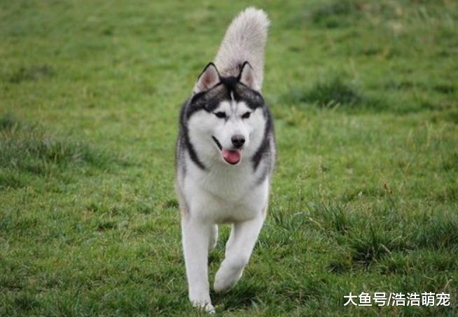 5種對主人不忠心的狗狗，偷狗賊最喜歡偷它們，一個雞腿就能牽走