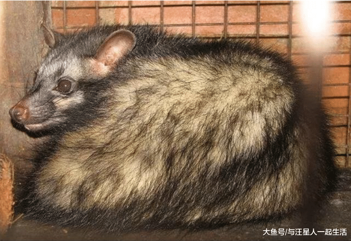 外国人评的世界10大恶心美食，有两样在我们中国，吃起来还不错