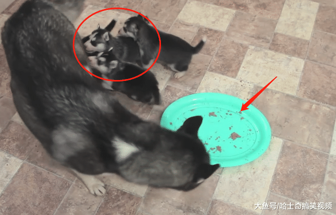 二哈一口氣生了9只娃，結果窩都擠不下，被小奶狗萌哭了