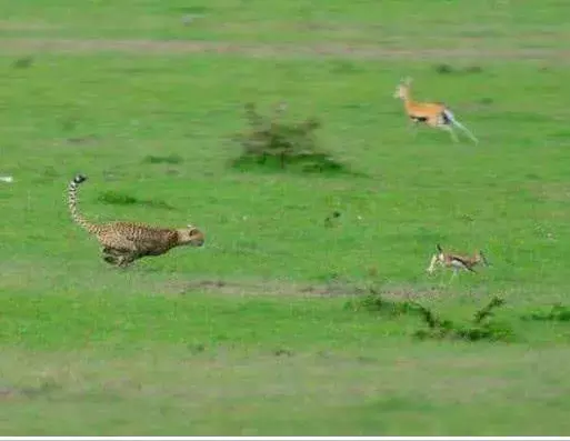 羚羊旷野中产子, 面对豹子的偷袭, 它撇下刚出生的孩子逃跑了!