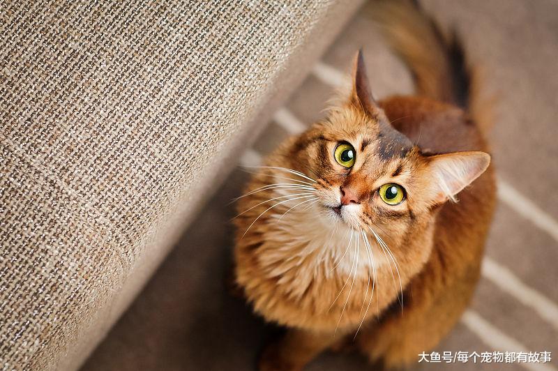 是南方适合养猫，还是北方适合养猫？北方的猫怕冷吗
