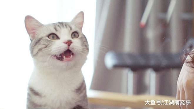 猫咪喜爱主人的十个表现，快看看自己的猫中了几条