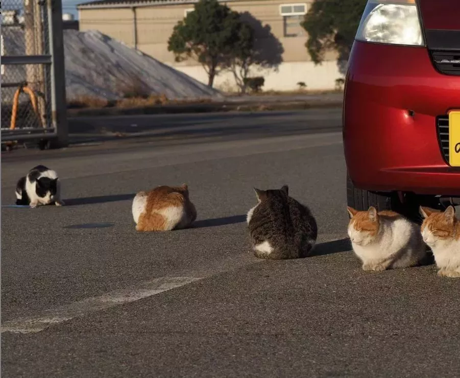 他拍摄的流浪猫，个个儿都生龙活虎，快活得让家喵羡慕……