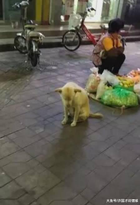 主人在大街上摆摊，狗狗在一旁陪伴，狗子的举动让路人乐开了花！