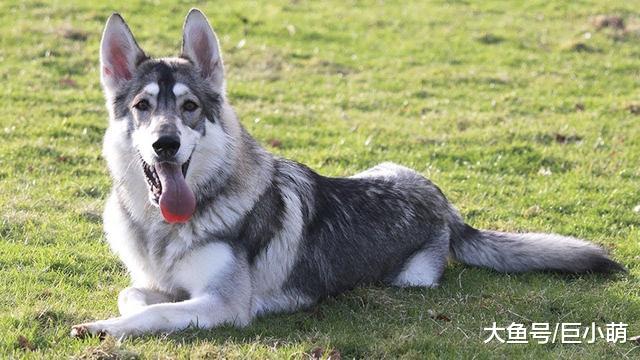 长得像狼一样的狗狗，可不只有阿拉斯加犬，还有这8类犬种