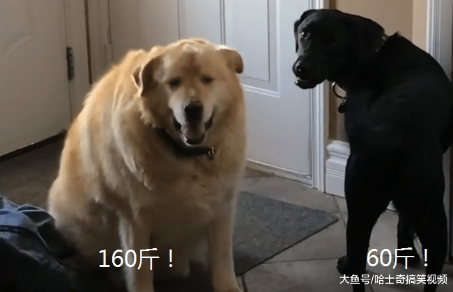 金毛长到160斤，在雪地陷进去不能动，主人：胖到没朋友