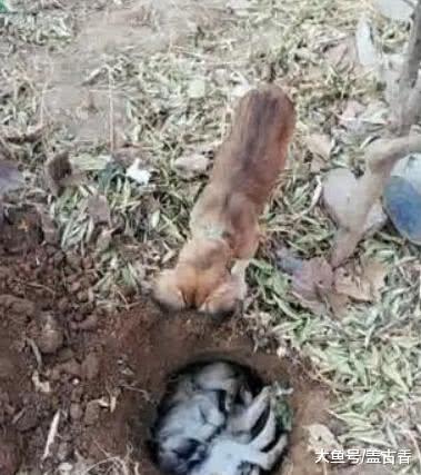 在后山找到了失踪的狗狗，看到眼前这情景，还是忍不住掉下了眼泪