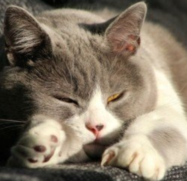 豆腐猫砂和鹏润土猫砂对比，你更喜欢那个？