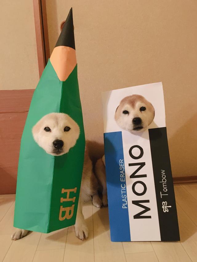 最會玩cosplay的柴犬兄弟，主人手繪服裝讓它們cos神奇寶貝
