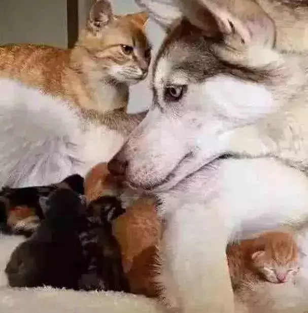 橘猫一胎生了一大窝崽子，害的二哈都没空拆家，天天忙着帮带娃