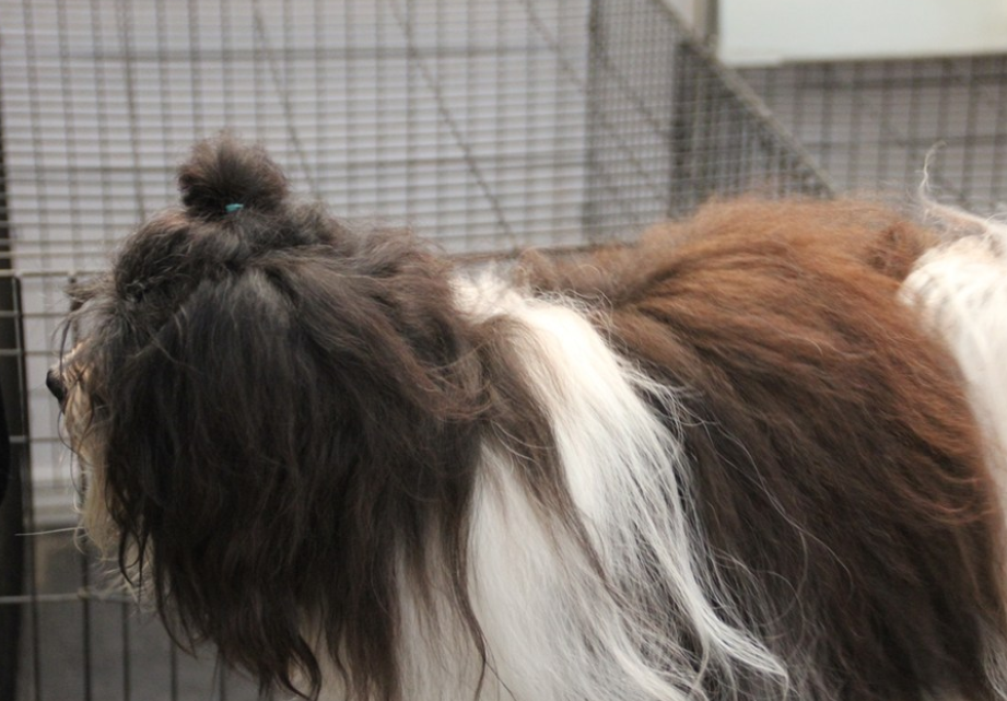 哈瓦那犬甜美的棕色眼睛，以及敏锐的冒险感，成为最受欢迎的犬种之一