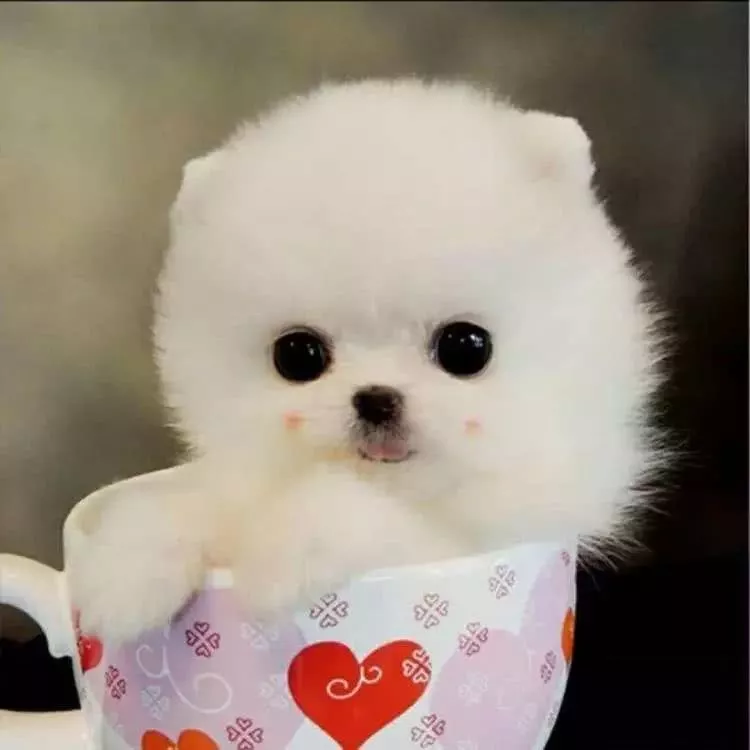 男生的撩妹神器：女生最喜欢的五种狗狗