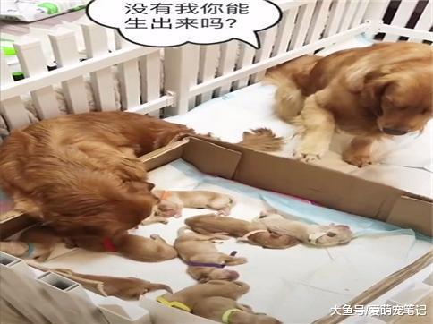 金毛生了十一只小奶狗, 狗爸只能看不敢摸, 网友: 这爹当得好憋屈