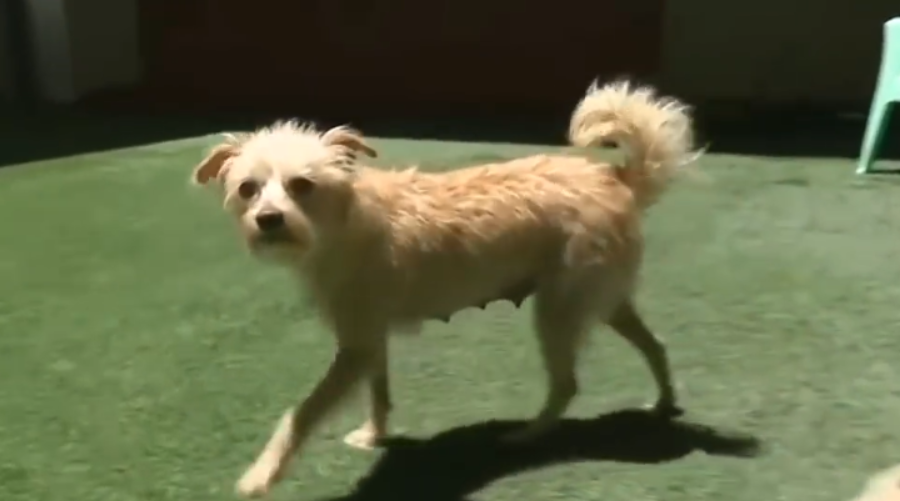 流浪狗三次偷吃女子的披萨，引来女子好奇跟踪，狗：送你6只小狗